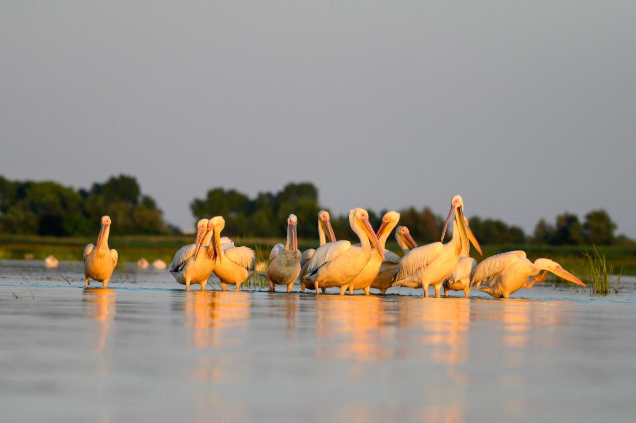 Danube Delta Hostel Homestay & Camping Sulina Kültér fotó